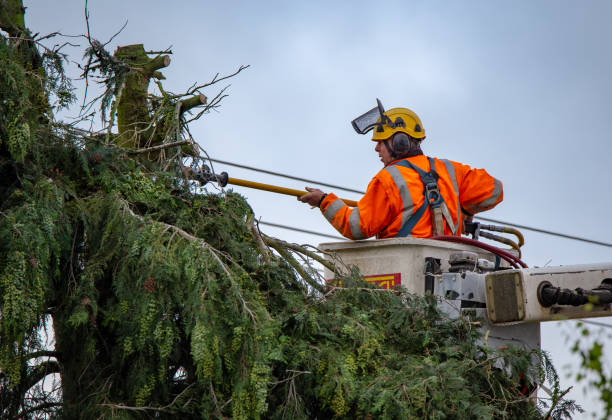 How Our Tree Care Process Works  in  Saraland, AL