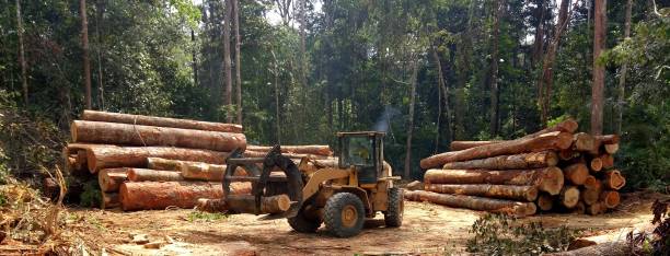 Tree and Shrub Care in Saraland, AL